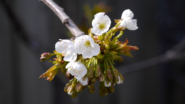 cherry blossoms.jpg