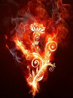 fire-flower_00007408.jpg