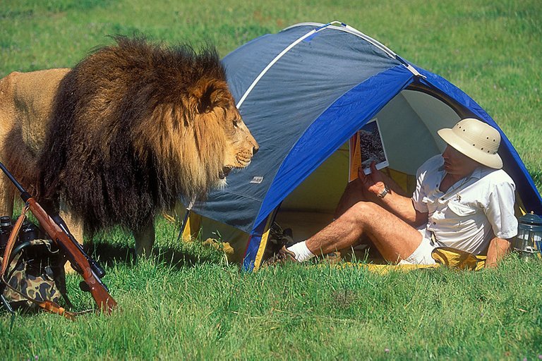 lion_attacking_parody_pie_parodypie.jpg