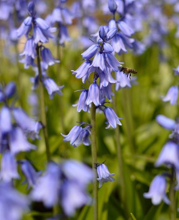 Hyacinthoides-hisp-Excelsior-Spanish-Bluebells16_570x700_crop_center.jpg