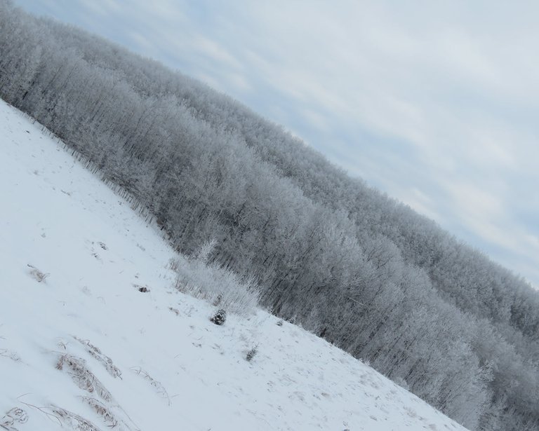 horizontal view of frosted popular trees on side of hill V in snowy field.JPG