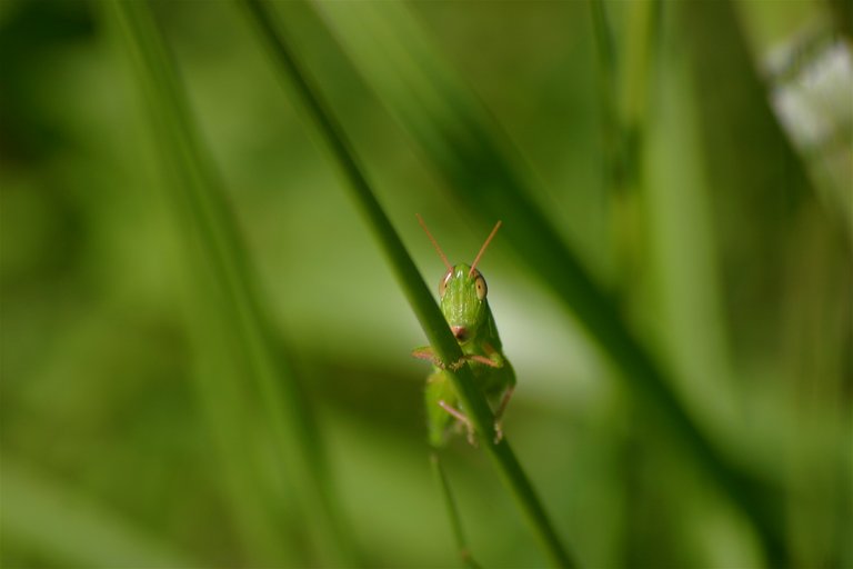 cricket close.jpg