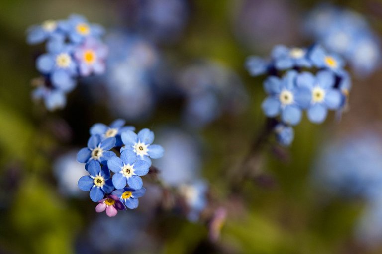 forget-me-not_3506121443_o (FILEminimizer).jpg