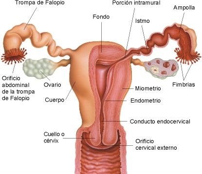 Sistema-Reproductor-Femenino.jpg