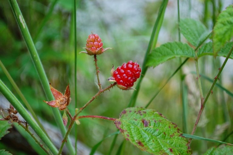 wild-berry-681589_1920.jpg