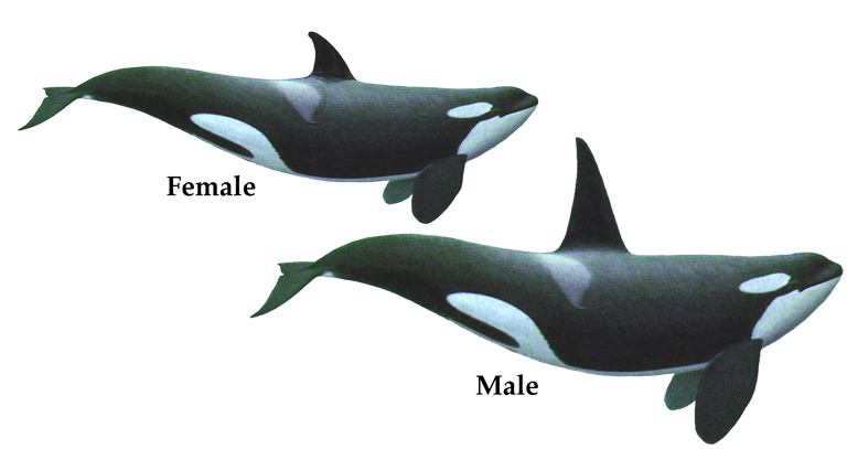 Killer-Whales.png