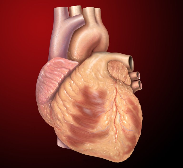 1200px-Heart_anterior_exterior_view.jpg