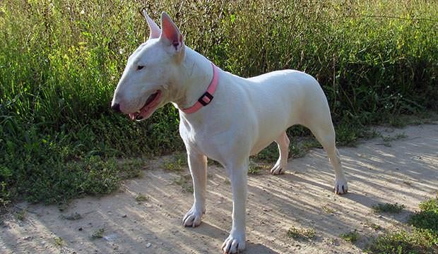 bigstock-English-bull-Terrier-walks-out-77013233.jpg