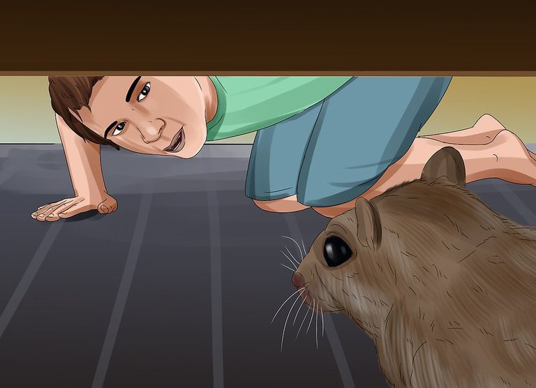 aid5466029-v4-900px-Catch-a-Gerbil-on-the-Loose-Step-3-Version-2.jpg