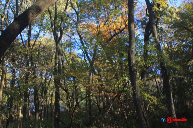 forest trees fall fall-colors fontenelle-forest Fall02017.jpg