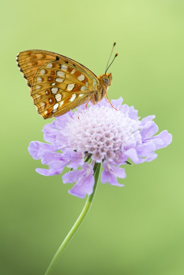 Feurige Perlmutterfalter (Argynnis adippe)_Q22A75784-BF.jpg