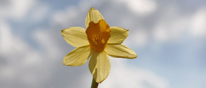 Narcissus