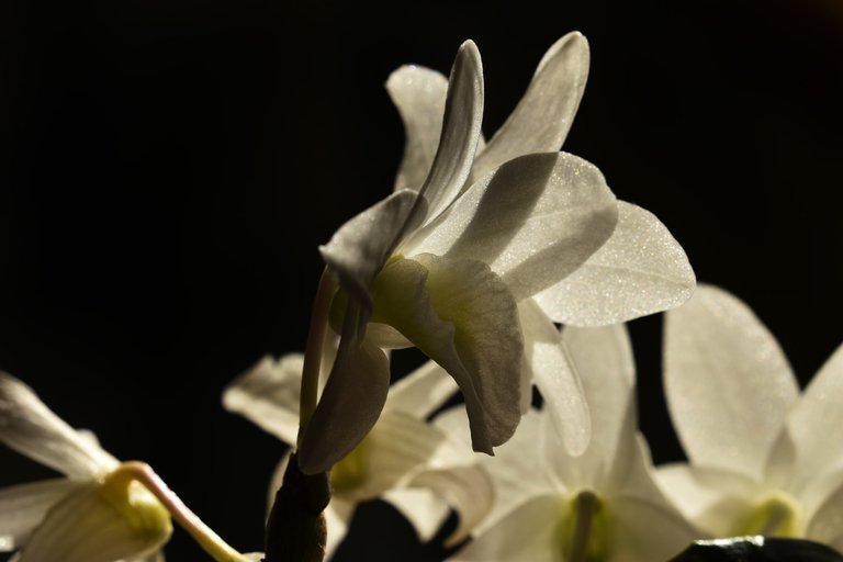 dendrobium pocket lover orchid multi flowers 1.jpg