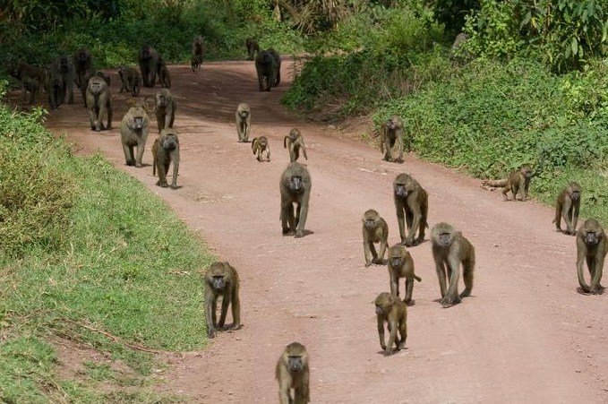 baboons.jpg