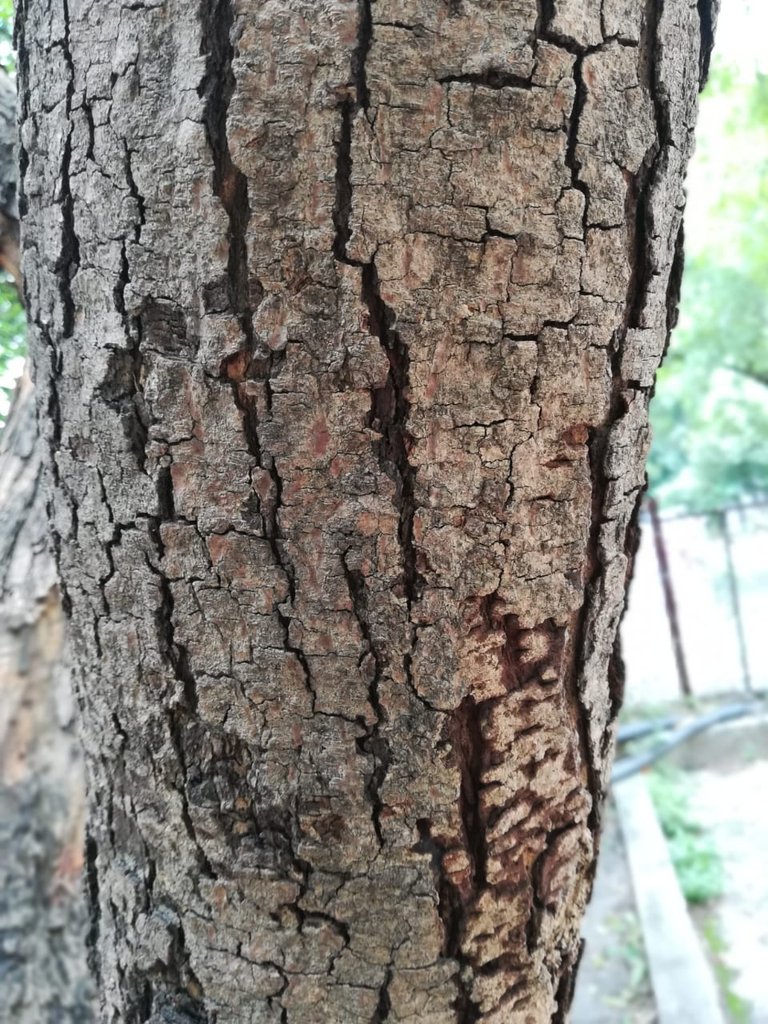 tree bark 6.jpeg