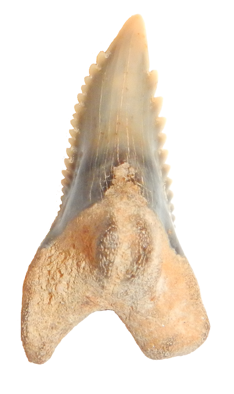 Hemipristis Serrra Upper Anterior Lin.png