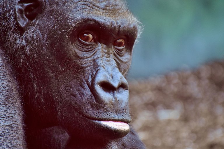 gorilla-2876059_1920.jpg