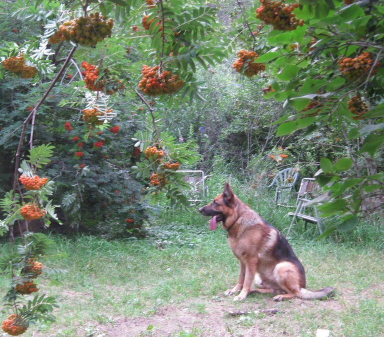 Bruno sitting under branch of mountain ash.JPG