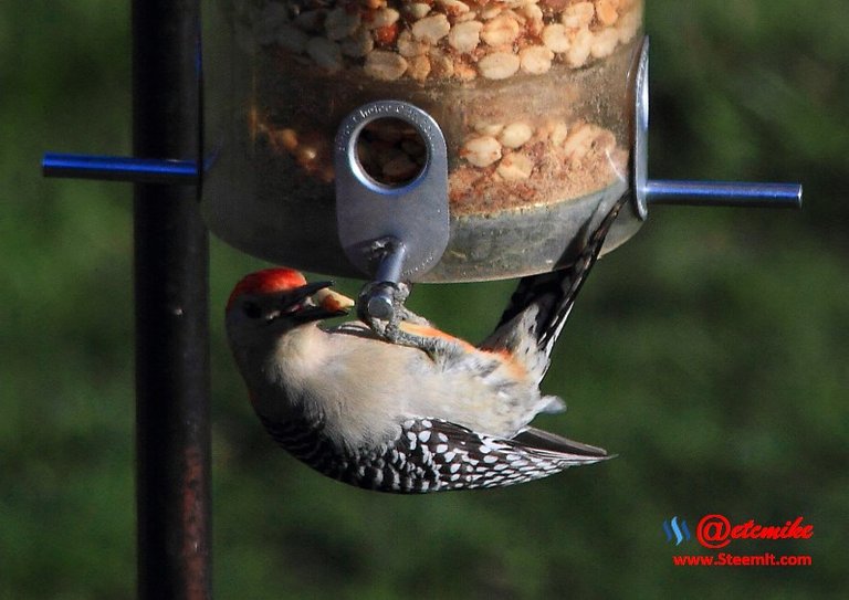 Red-bellied Woodpecker PFW0069.JPG