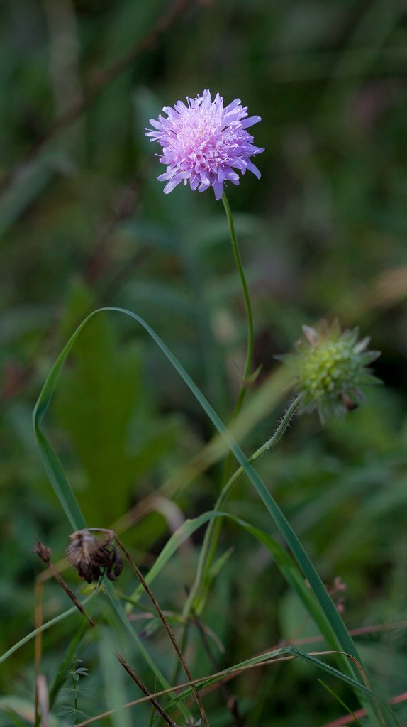 6226500977-herbstblume (FILEminimizer).jpg