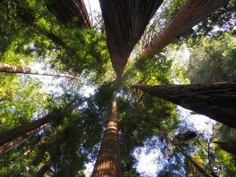 20160526-180110-looking-up-at-the-redwoods-1200.jpg