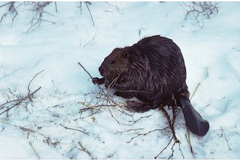 beaver-1.jpg