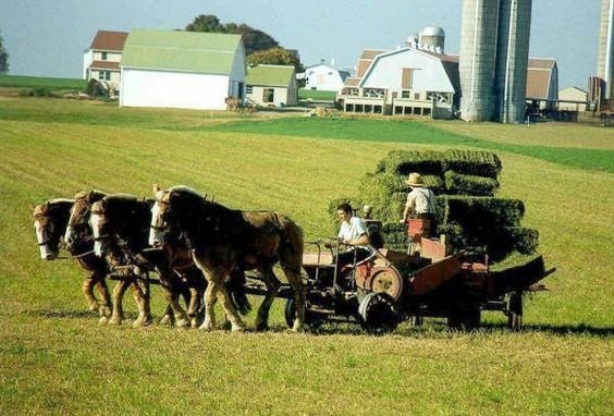 amish hay harvest.jpg