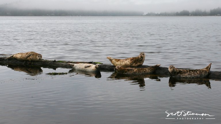 Harbour Seal-2.jpg