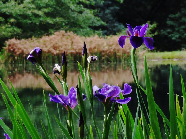 4914-Siberian iris.jpg