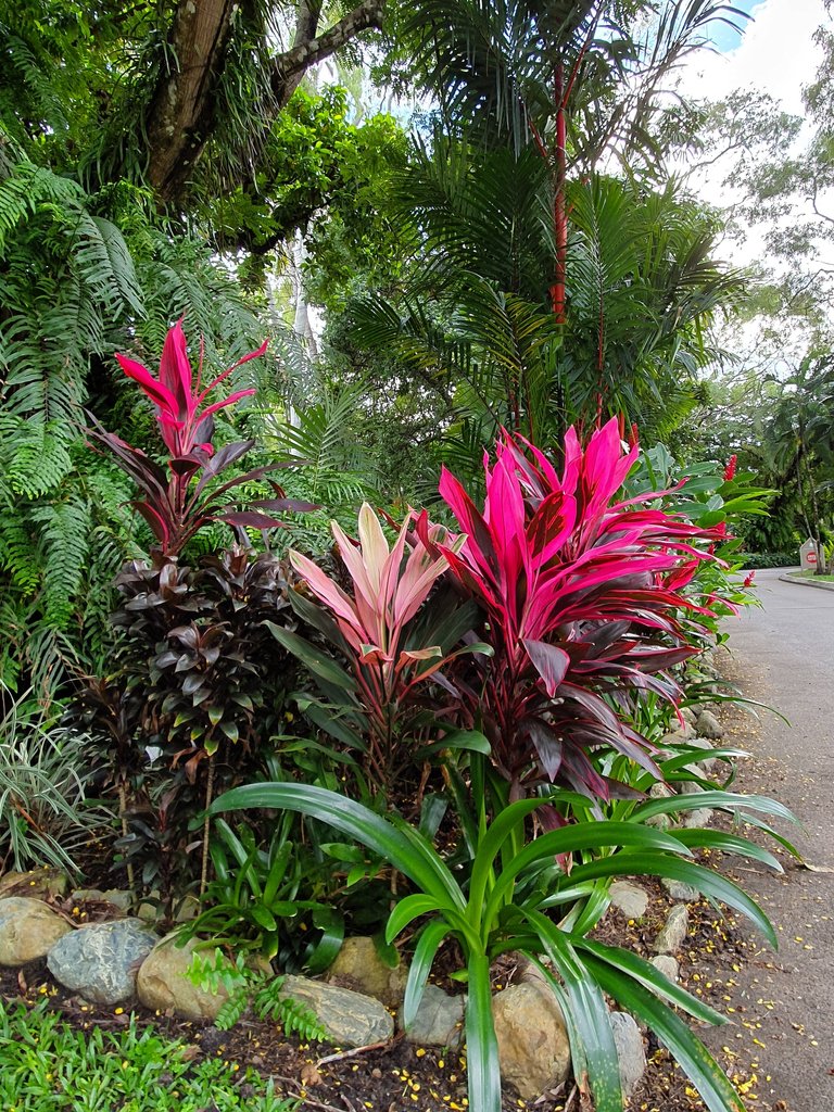 20190531_Cordylines jpg.jpg