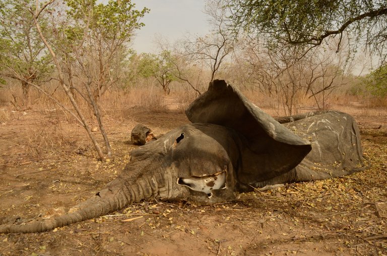 1.16 Poaching, 5 months old elephant body,Arthur,Chad,2017.jpg