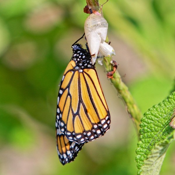 butterfly-cocoon-drawing-monarch-butterfly-20070921-0232.jpg