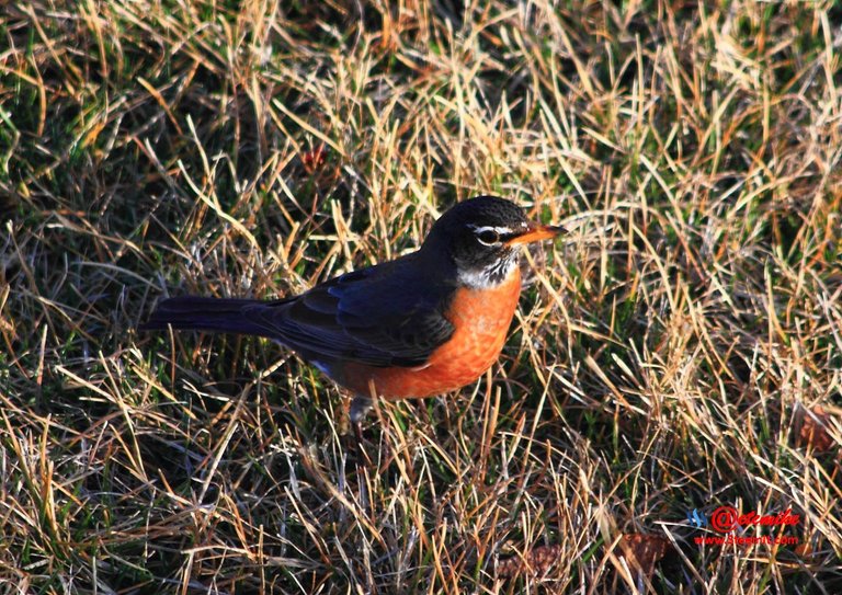 American Robin IMG_0203.JPG