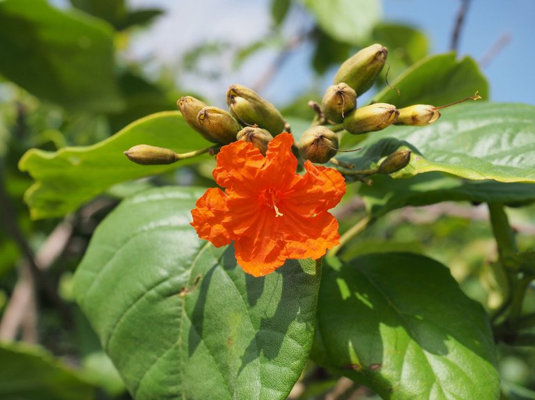 P7030321-orange-flower-tulum-ruins.jpg