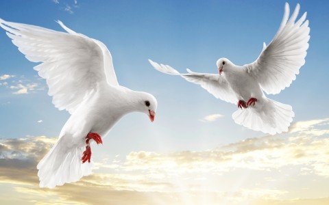 dove_pair2__wallpaper_480x300.jpg