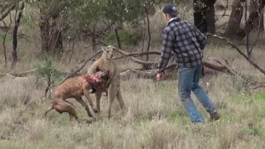 man-punches-kangaroo.webp