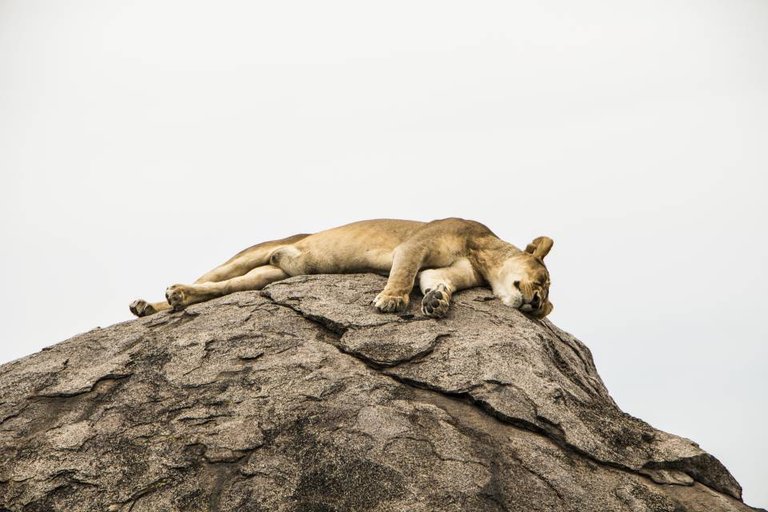 Dunia-camp-tanzania-safari-wildlife-lion.jpg