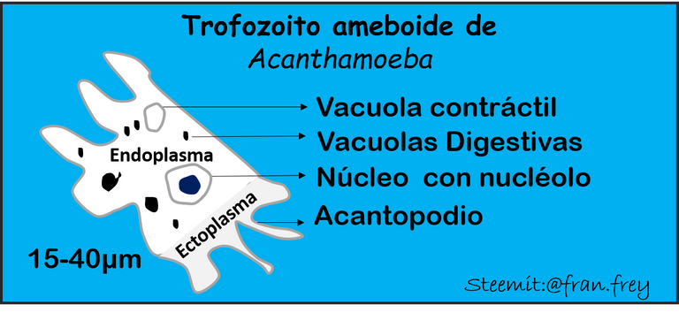 Trofozoito ameboide Acanthamoeba fran.frey.png