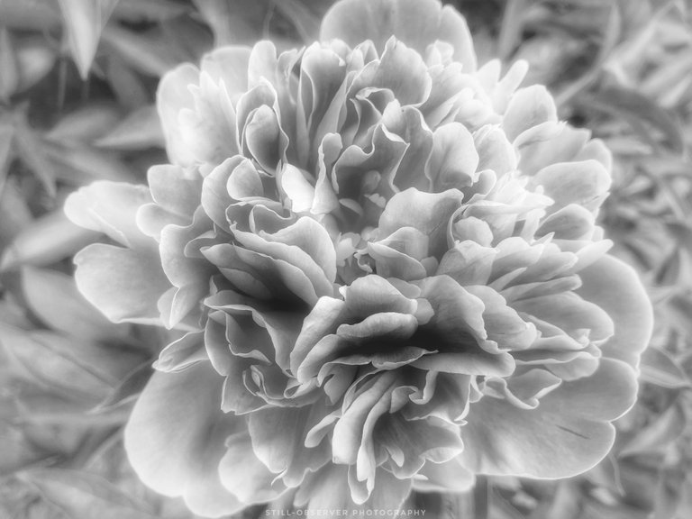 Pink Peony Flower BW.jpeg