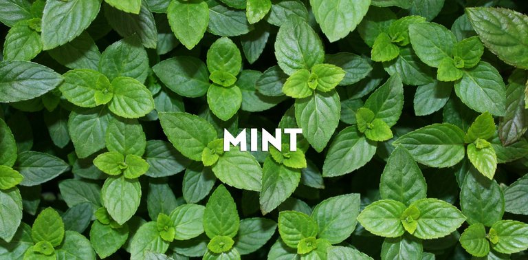 Mint header.jpg