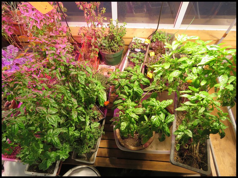 crop of basil and new seedlings in background.JPG