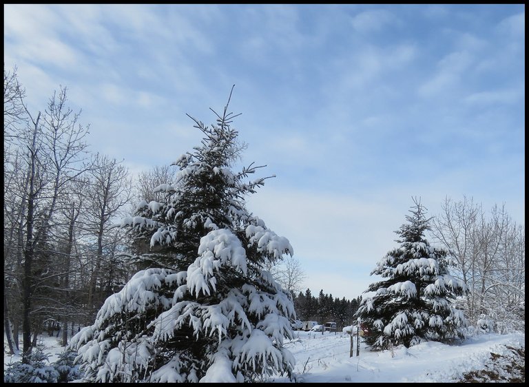 2 snowy spruce and an expansive sky.JPG