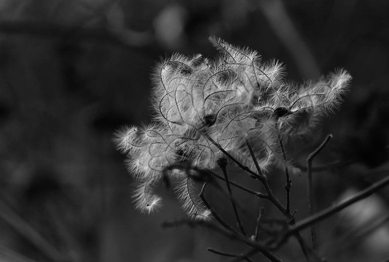 fluffy seeds park bw 1.jpg