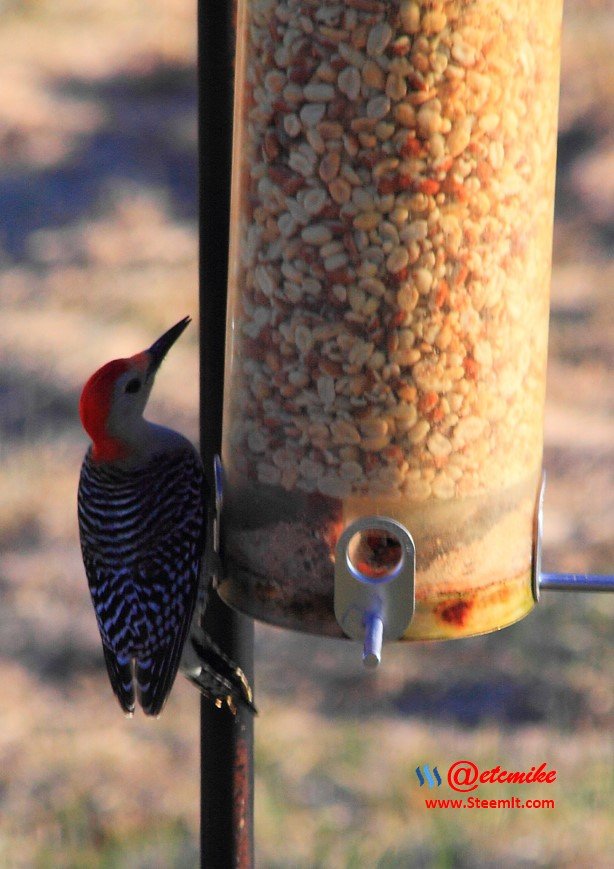 Red-bellied Woodpecker IMG_0205.JPG