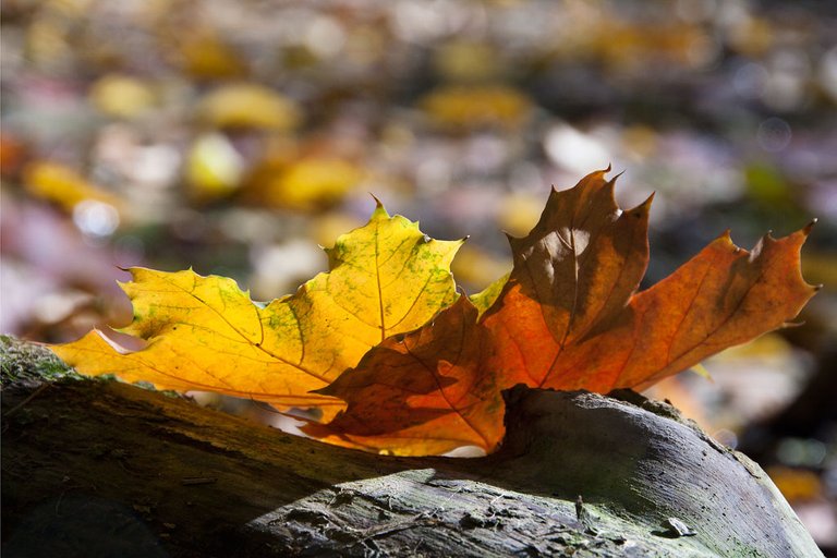 autumn-leafs_5081791716_o.jpg