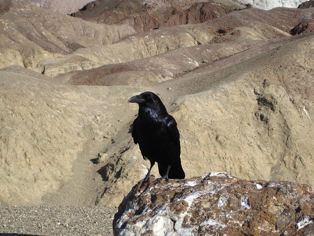 raven-207296_640.jpg