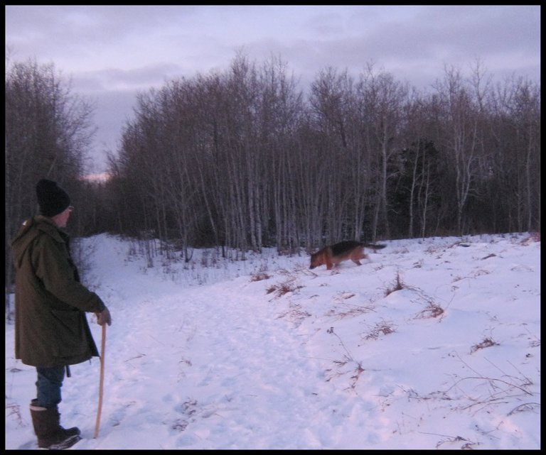 Don with Bruno running through the pink tininted snow on hill pink just starting to show from sunset.JPG