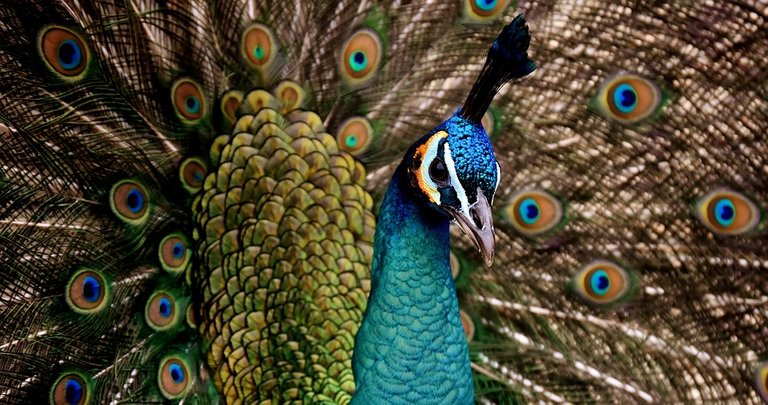 peacock-3080897_960_720.jpg