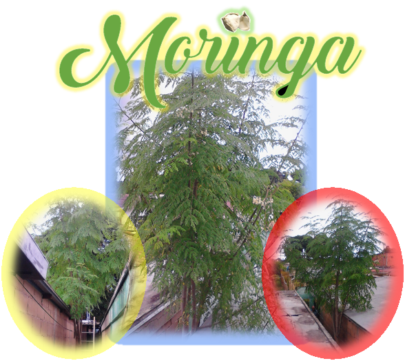 Moringa 1 A.png