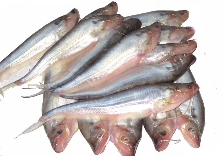 tengra-fish.jpg